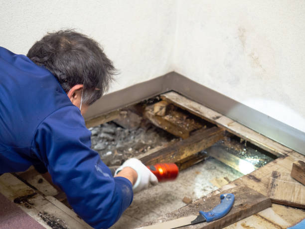 Best Post-Flood Mold Remediation in Williamston, MI