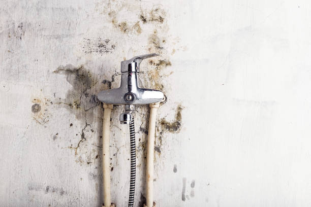 Best Basement Mold Remediation in Williamston, MI