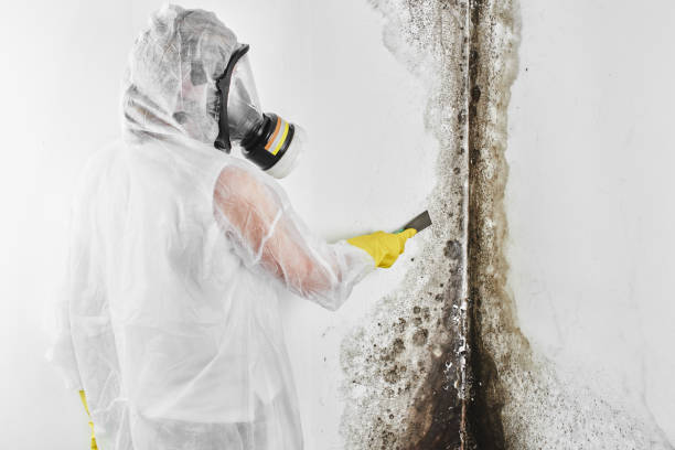 Best HVAC Mold Remediation in Williamston, MI
