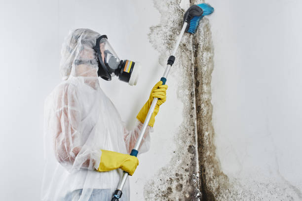 Reliable Williamston, MI Mold Remediation Solutions