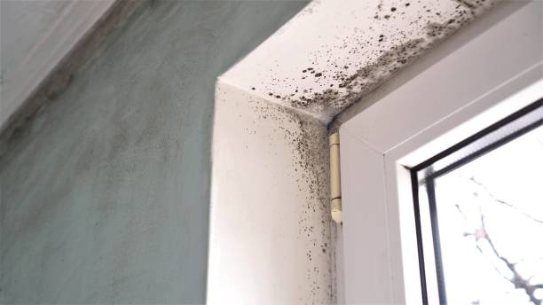 Best Commercial Mold Remediation in Williamston, MI