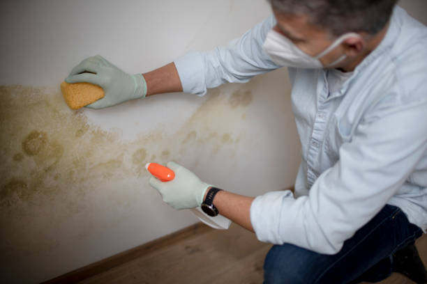 Best Residential Mold Remediation in Williamston, MI