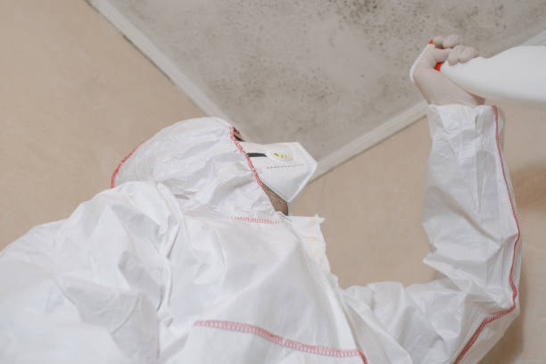 Best DIY Mold Remediation Support Services in Williamston, MI