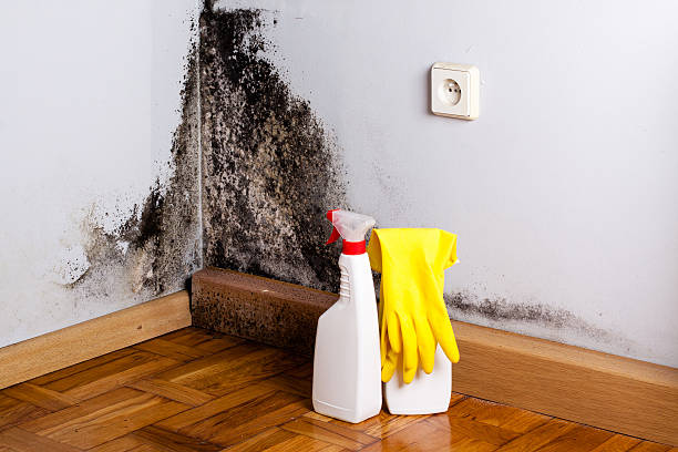 Best Residential Mold Remediation in Williamston, MI