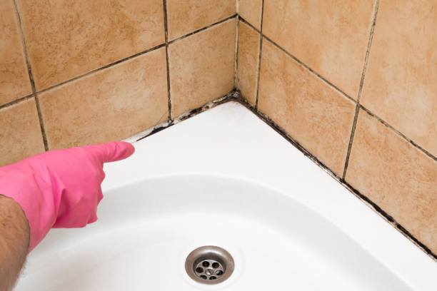 Best Mold Testing and Inspection Services in Williamston, MI